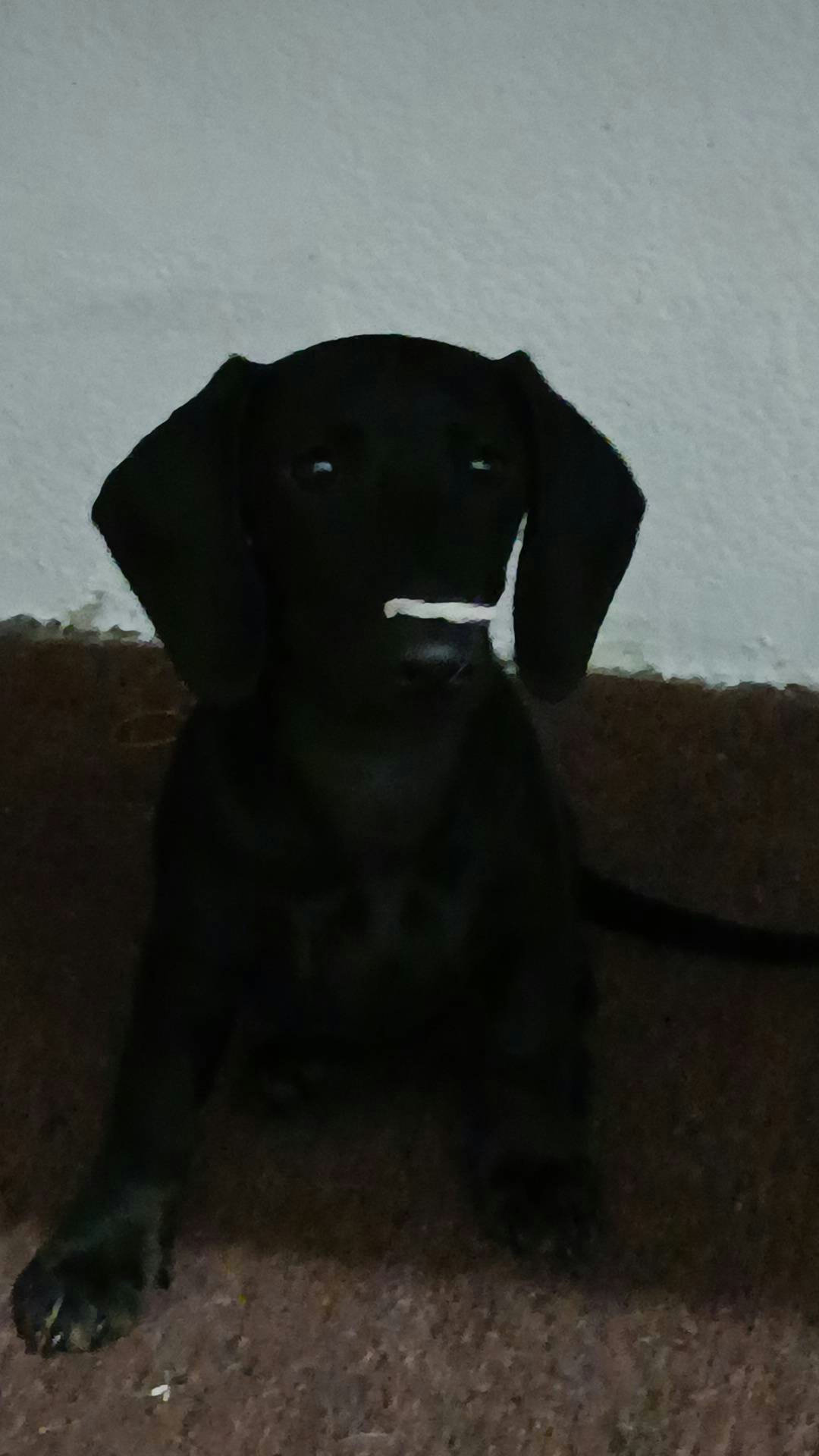 Melecio