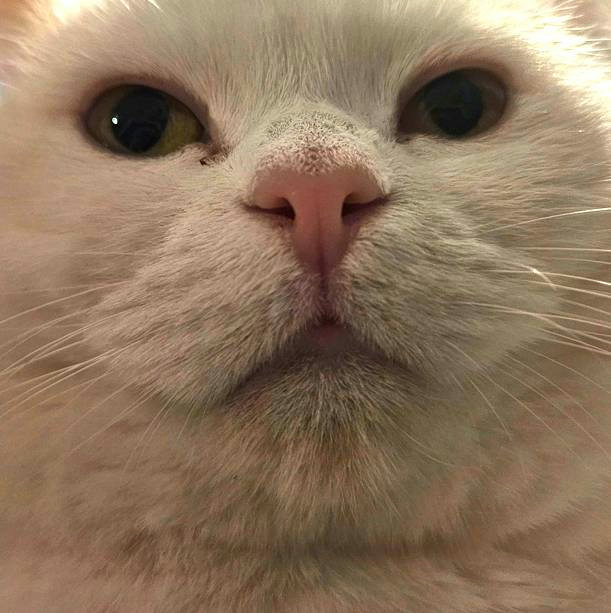 intreeguing